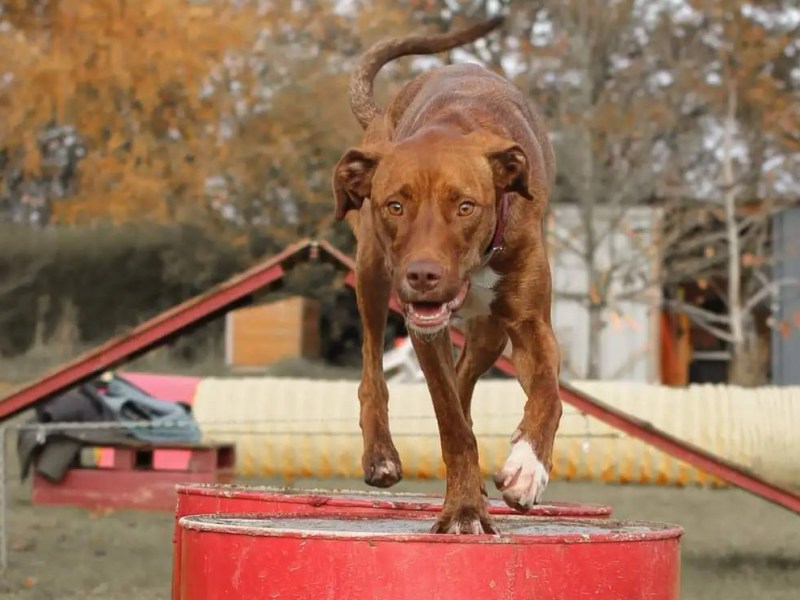 3 activités canines à essayer avec son&nbsp;chien
