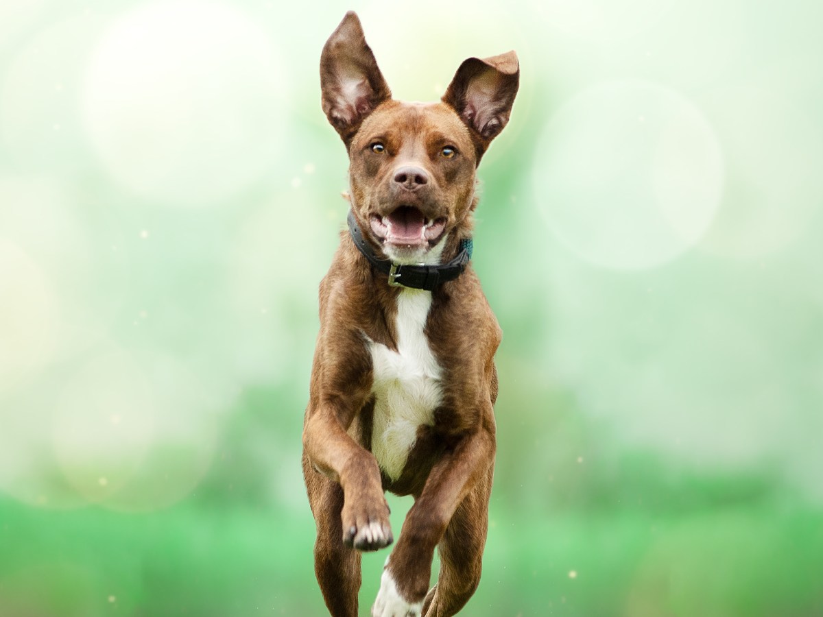 Le chien parfait n&rsquo;existe pas… (et l’humain parfait non plus&nbsp;!)