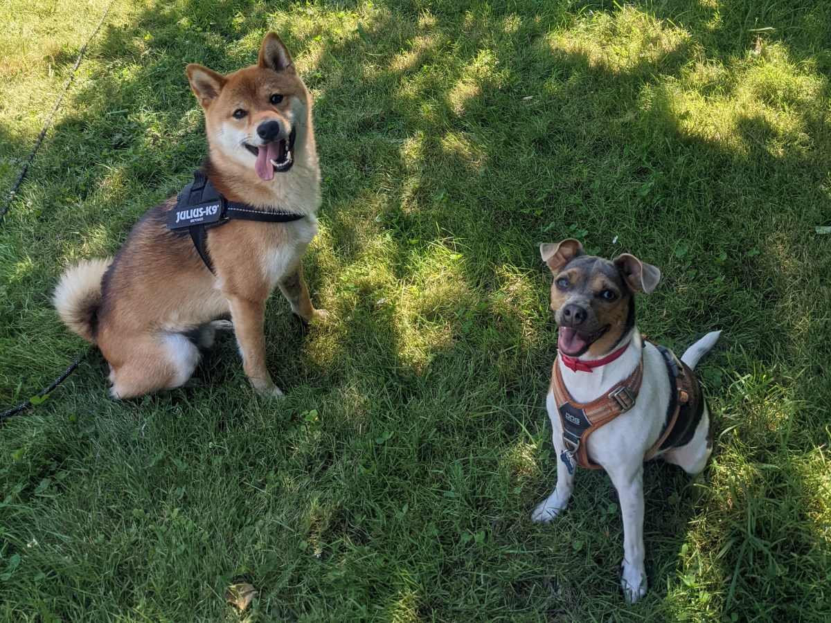 Ces choses qu’on fait tou.te.s avec nos chiens… Mais qu’on devrait&nbsp;proscrire