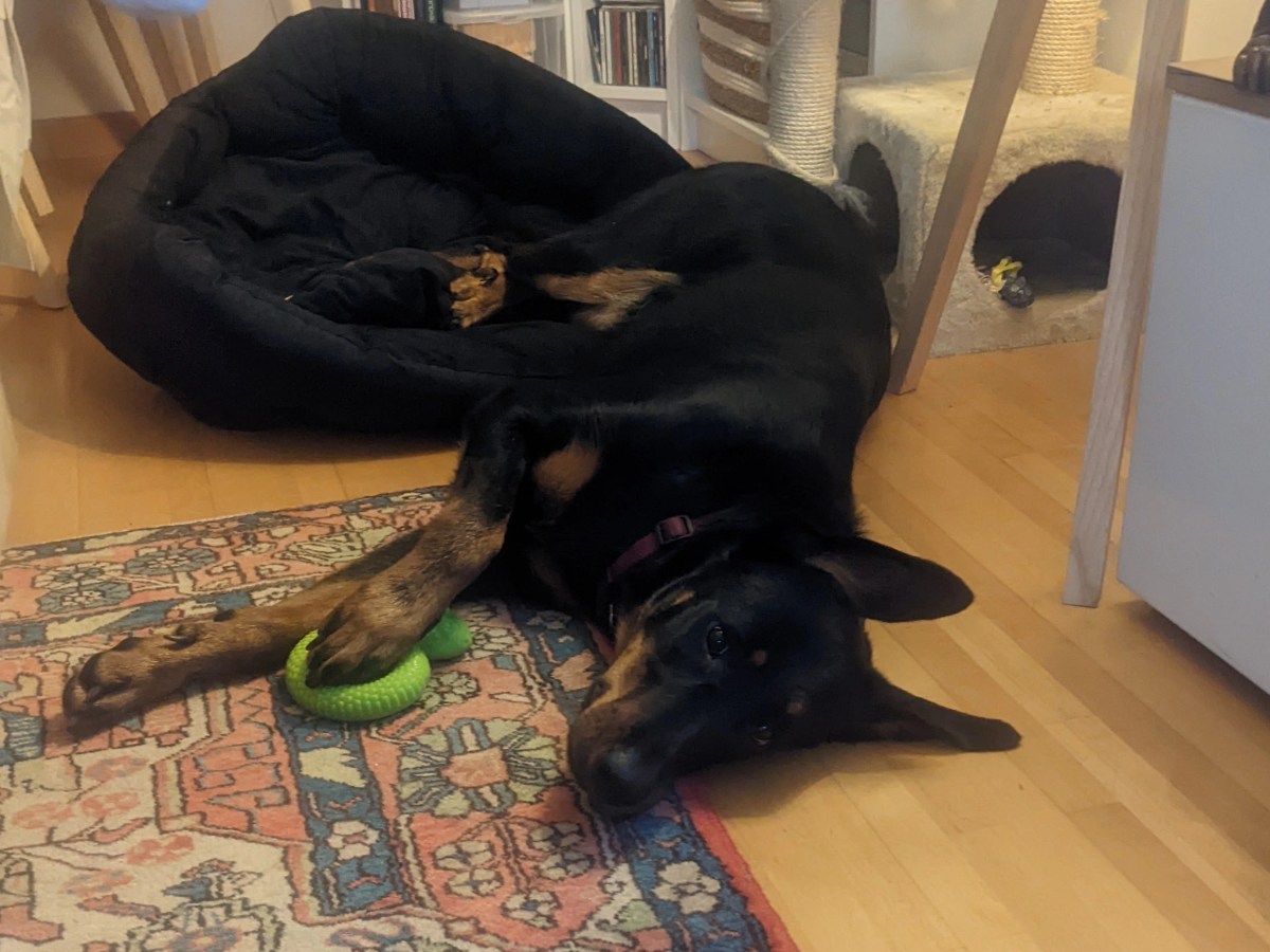 Astuces pour occuper son chien à la&nbsp;maison