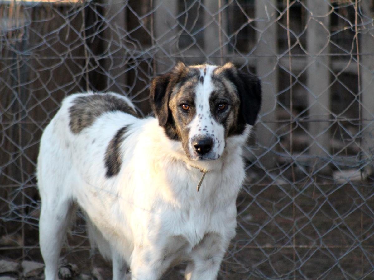 Vous venez d’adopter un chien adulte… mes conseils&nbsp;!