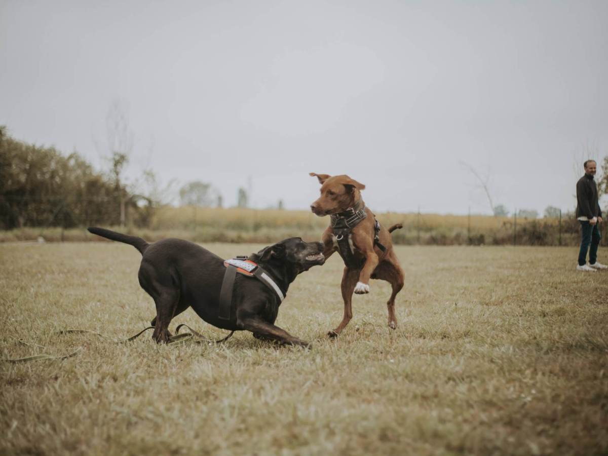 Trois signaux d’apaisement à connaître et à&nbsp;comprendre