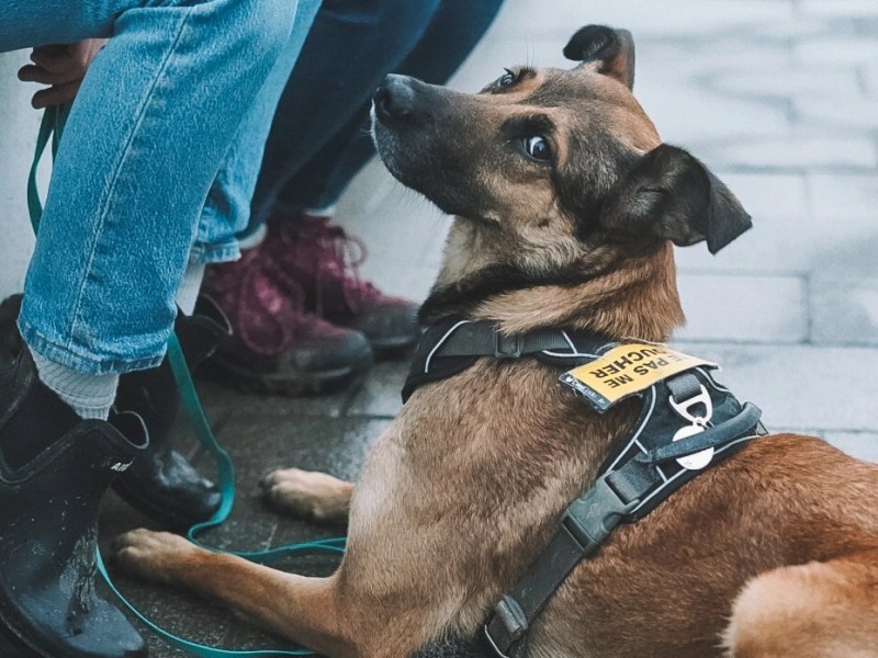 4 idées reçues en éducation canine&nbsp;!