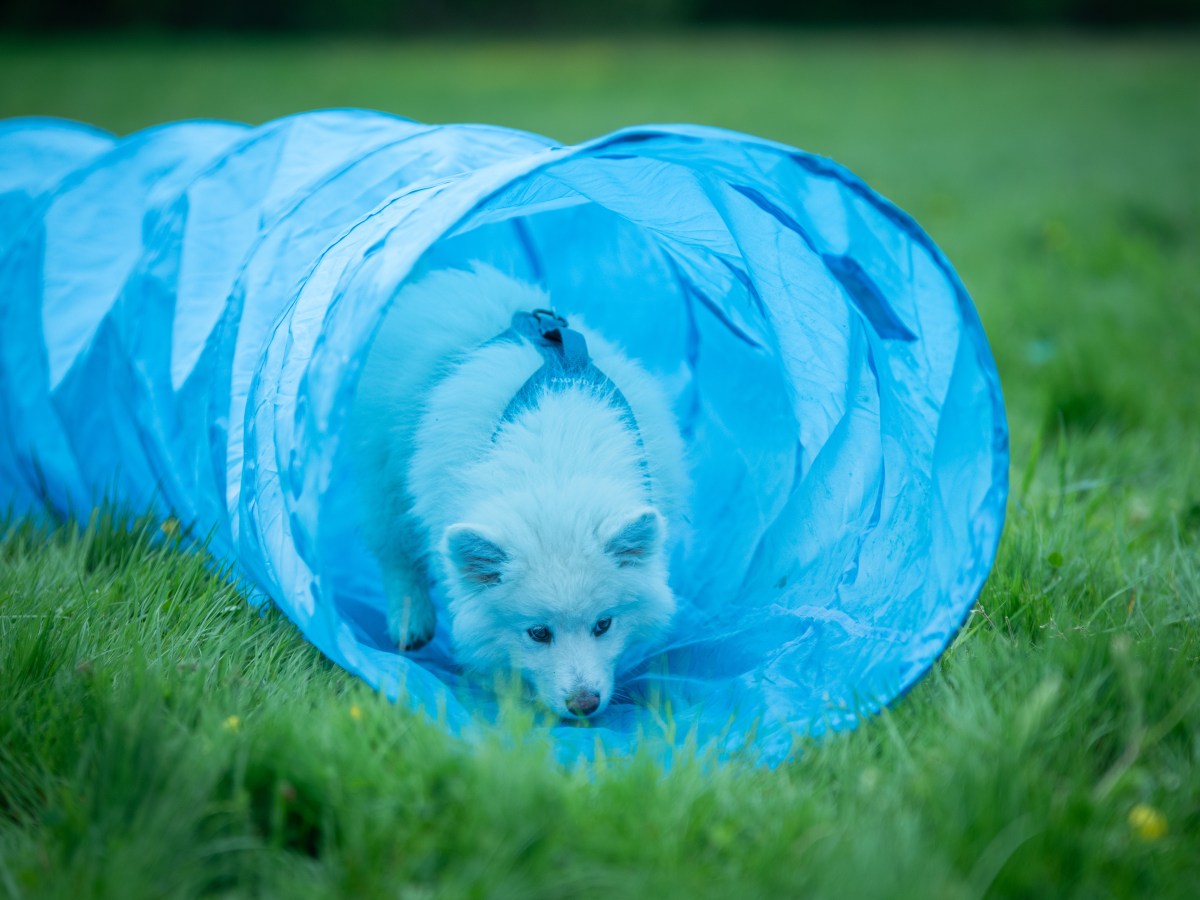 La sociabilisation et le développement du chiot de 0 à 3&nbsp;mois