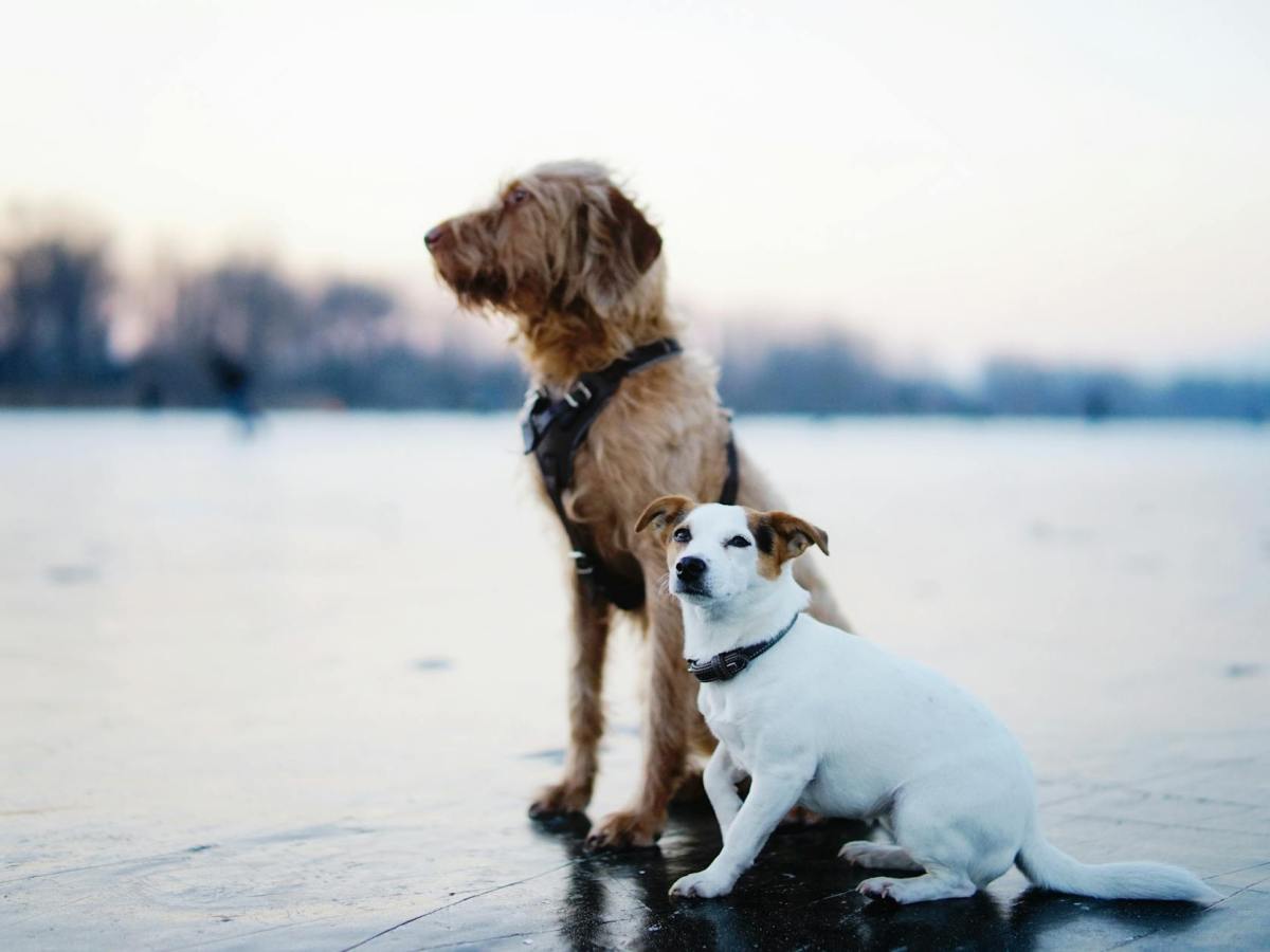 Un deuxième chien : pour ou contre&nbsp;?