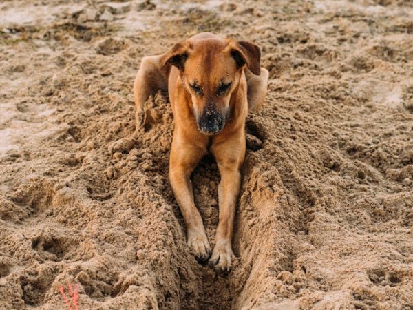 La crise d’adolescence du chien, une réalité ? Comment la gérer&nbsp;?