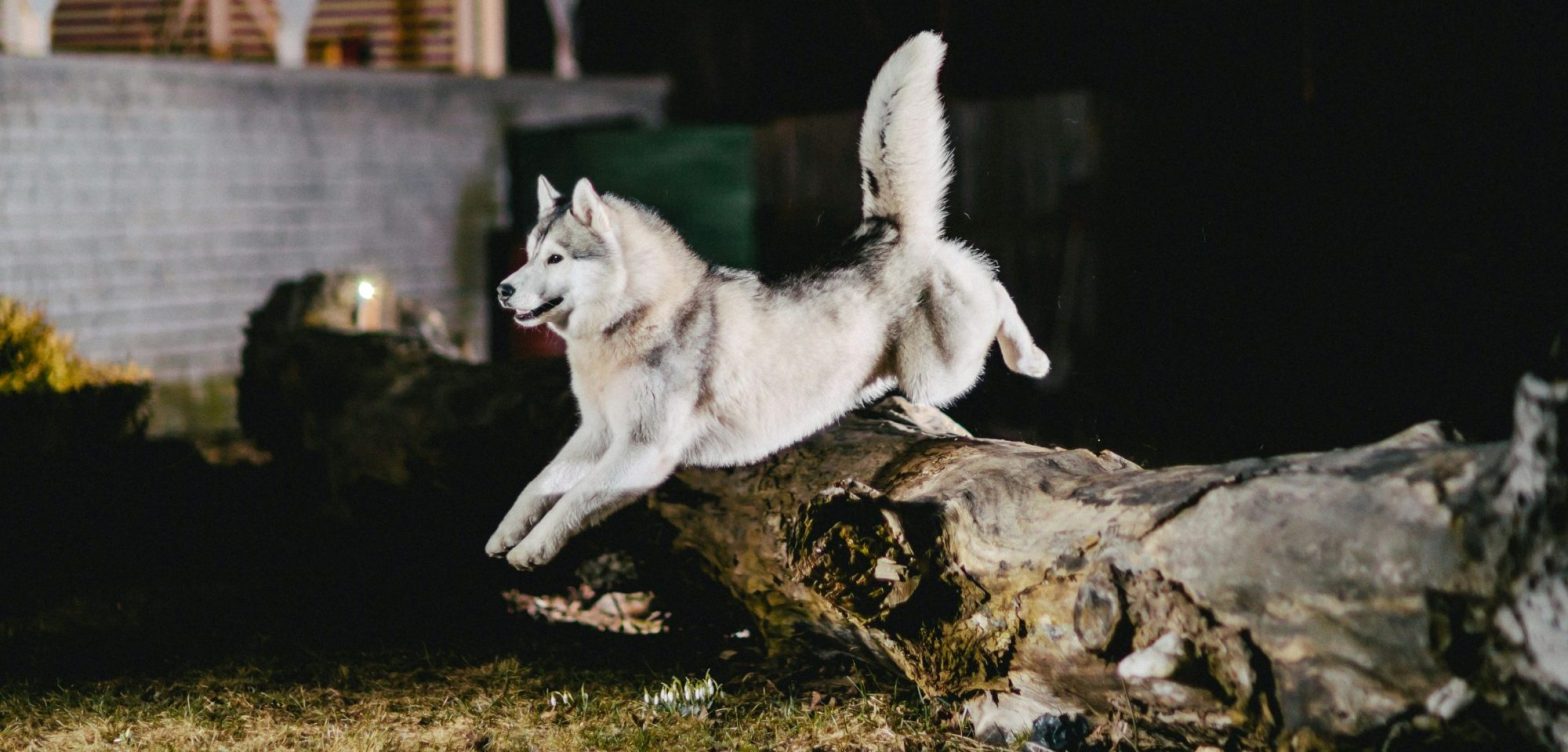 Chien nordique saute un tronc